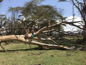 The Expat Mummy 17 child free tree climbing
