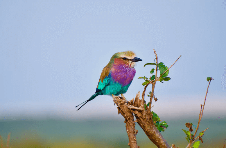 Living an extraordinary life 2 kenyan birds