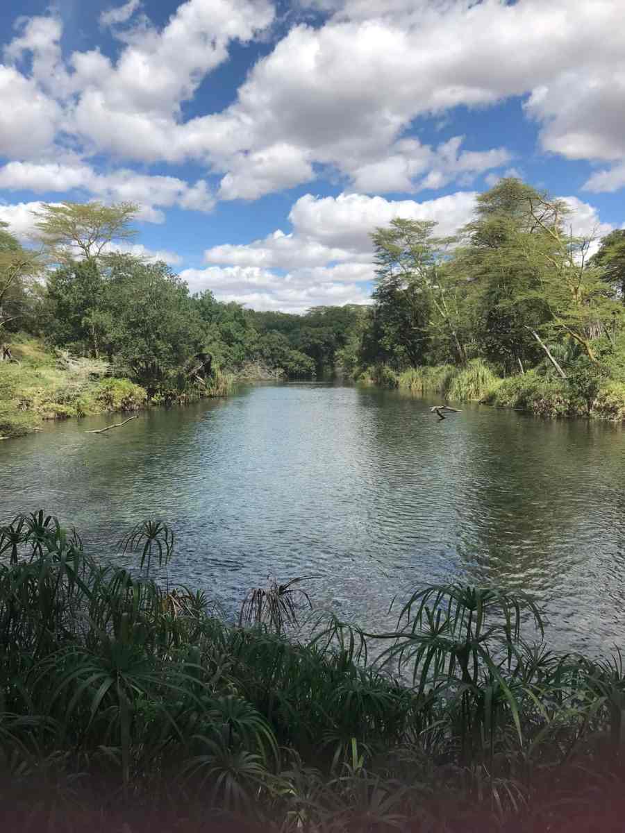 African safari: a family safari in Tsavo 4 Mzima springs tsavo