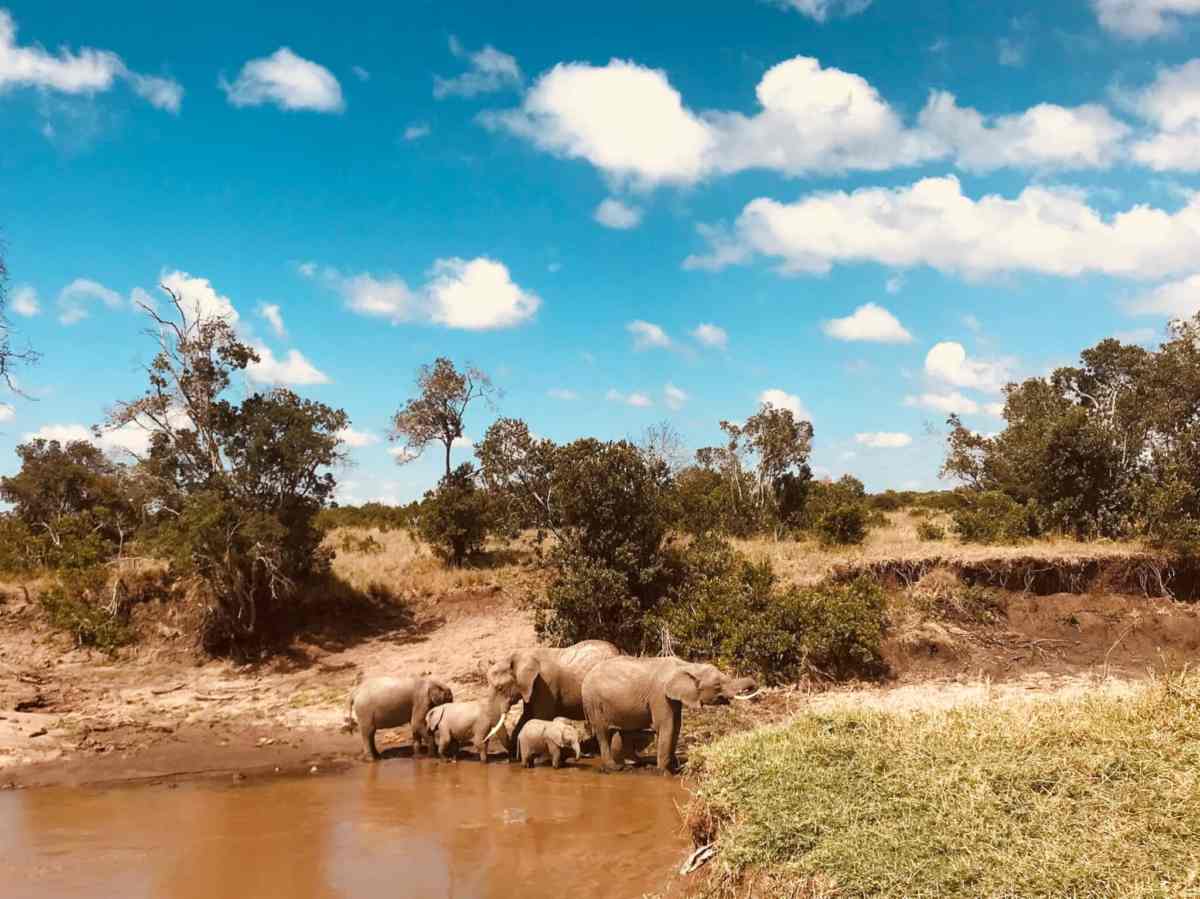 safari camping safari camping