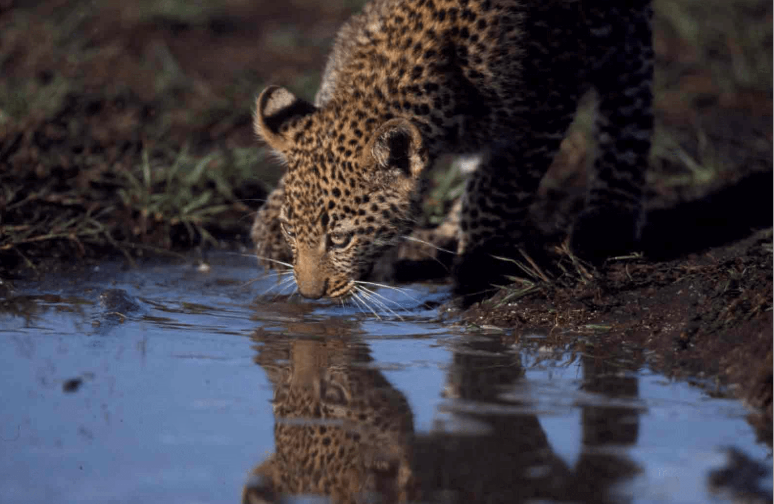 Wild Animal Spotting in Kenya with Kids 5 leopard nairobi national park kenya with kids