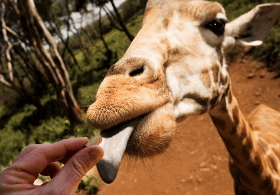 Wild Animal Spotting in Kenya with Kids 4 giraffe centre nairobi kenya with kids