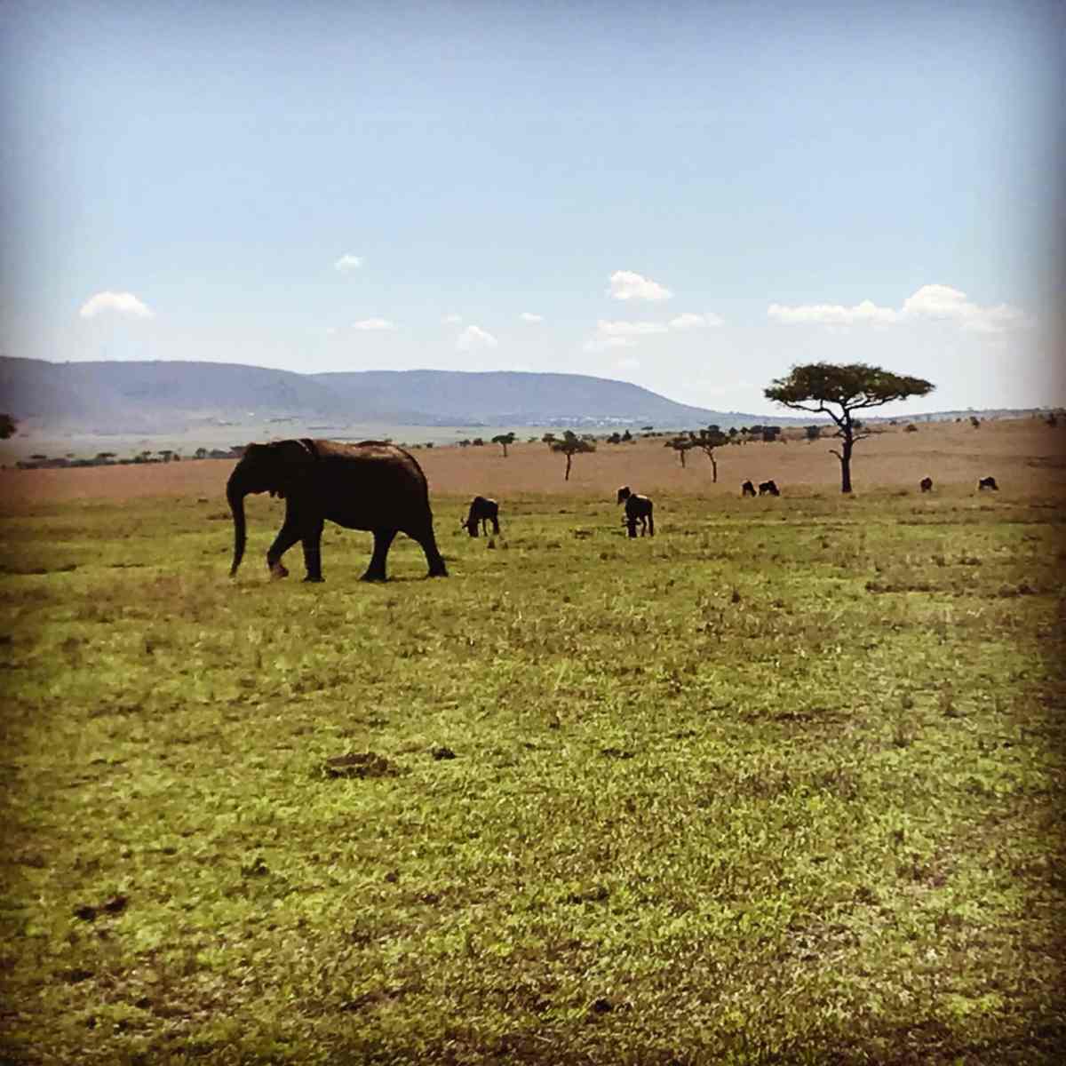 Review: Bau Cottage - Enonkishu Conservancy 2 enonkishu conservancy