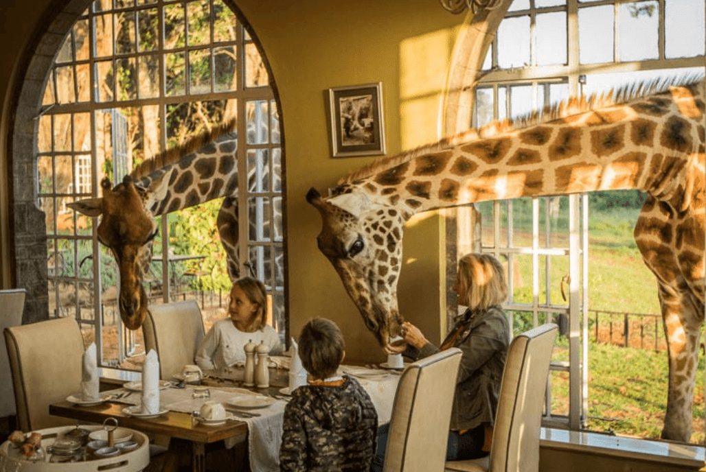 32 Insider Things To Do in Nairobi - 2024 7 Giraffe Manor Hardy