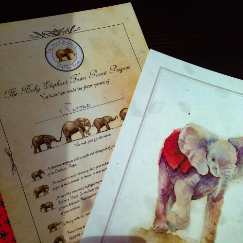 David Sheldrick Wildlife Trust 6 foster an elephant