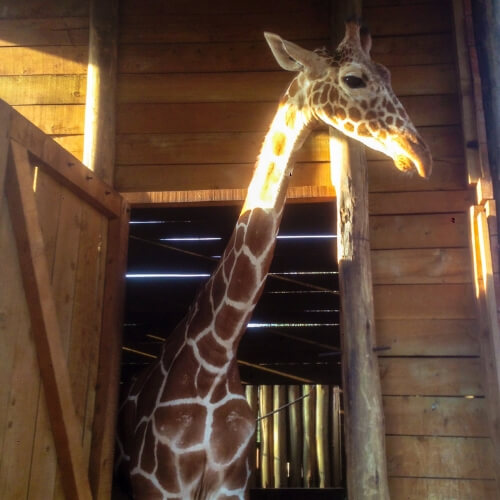 David Sheldrick Wildlife Trust 5 giraffe David Sheldrick Wildlife Trust