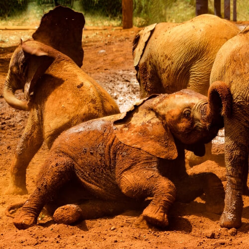 David Sheldrick Wildlife Trust 3 david sheldrick wildlife trust