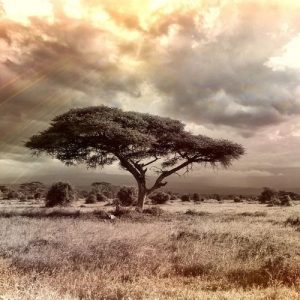 Maasai Mara 8 the great migration all you need to know