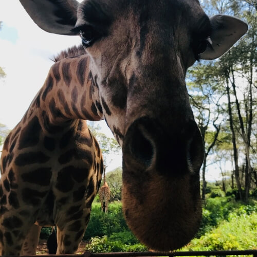 Where is the Giraffe Centre Nairobi Kenya? 3 giraffe centre in nairobi