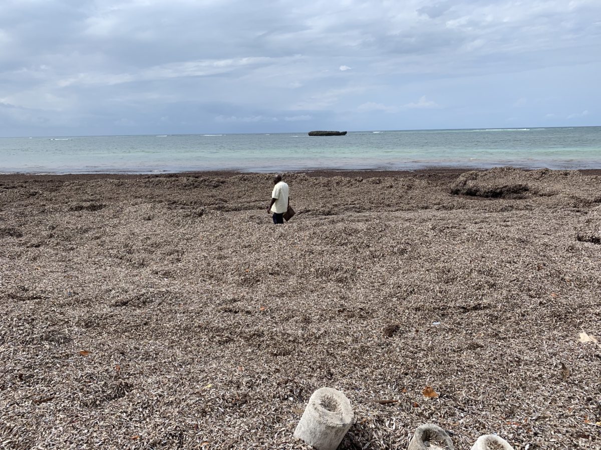 Watamu Beach Kenya - A Local's Travel Guide to Paradise 11 Turtle bay beach seaweed watamu