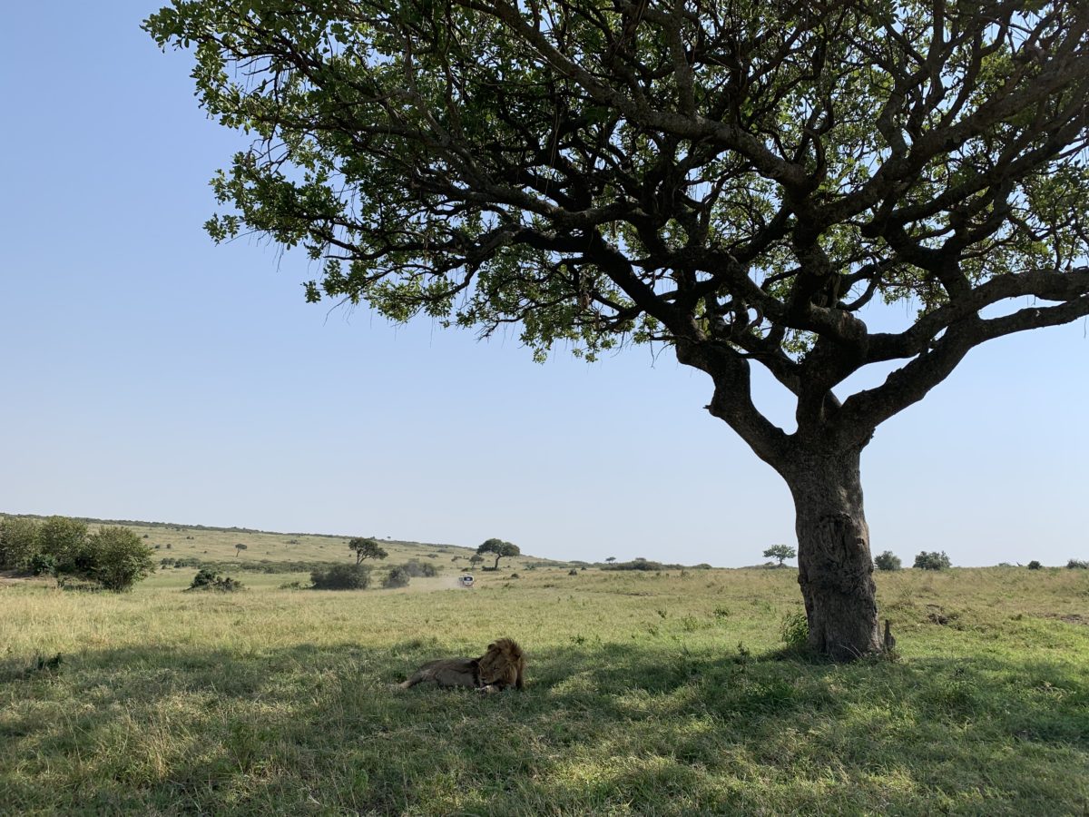 How Much Does a Masai Mara Safari Cost? 2 How much does a masai mara safari cost