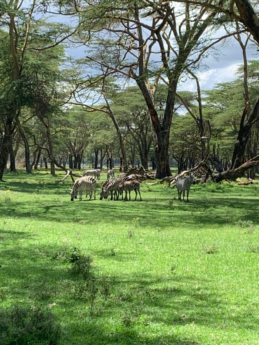 Sanctuary Farm Lake Naivasha 2 Sanctuary Farm Conservancy Lake Naivasha