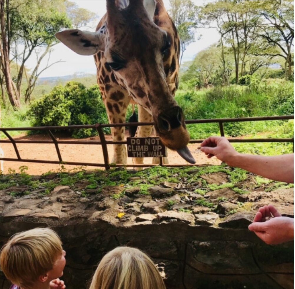Cheap bed and breakfast in Nairobi 9 giraffe centre nairobi