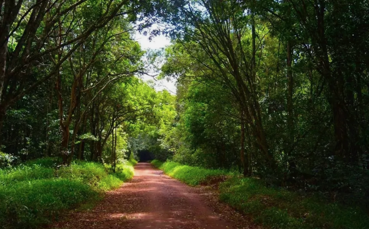 Cheap bed and breakfast in Nairobi 10 karura forest nairobi