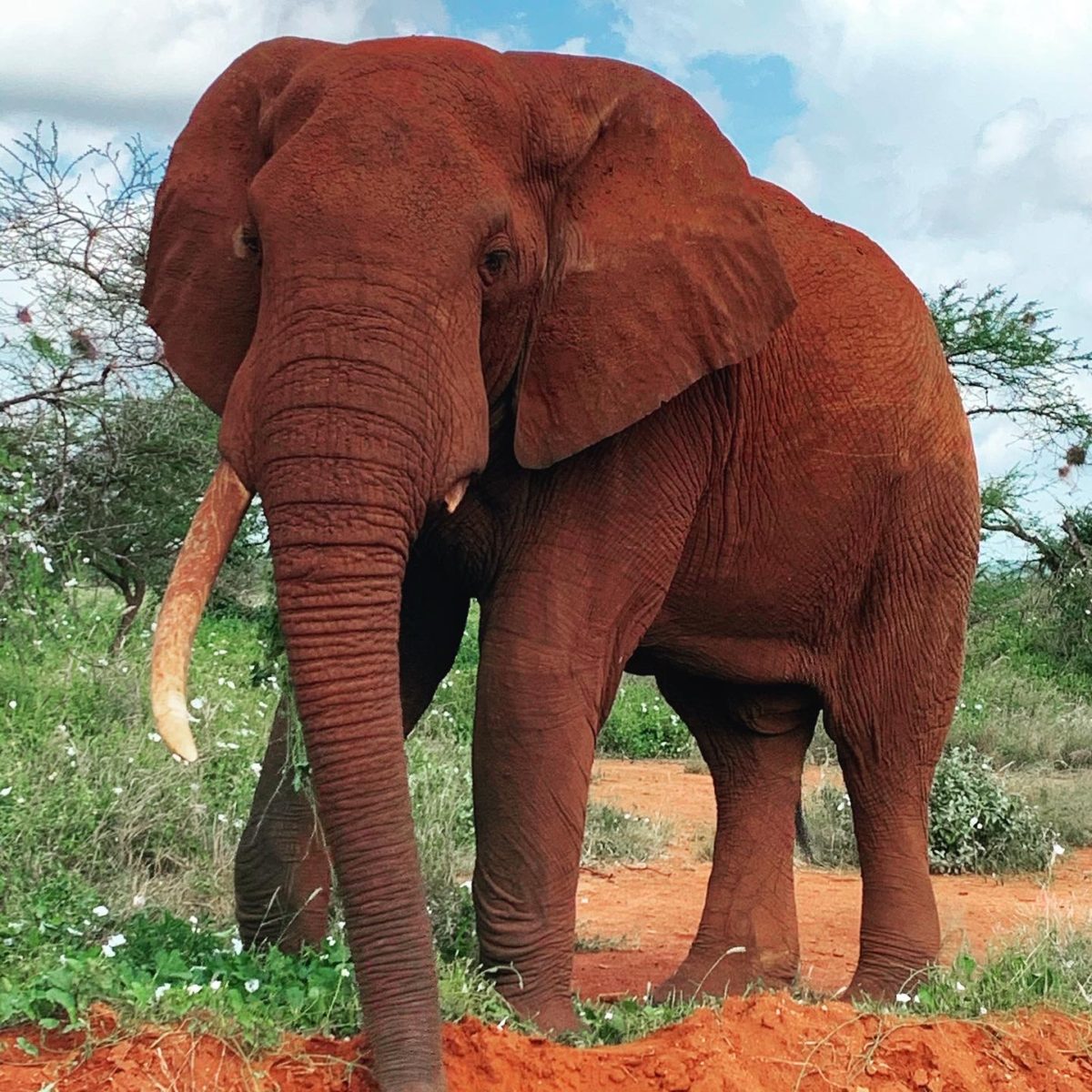 9 Amazing Things To Do in Tsavo National Park Kenya 9 9 Amazing Things To Do in Tsavo National Park Kenya
