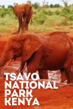 9 Amazing Things To Do in Tsavo National Park Kenya 10 9 Things to do in Tsavo National Park Kenya