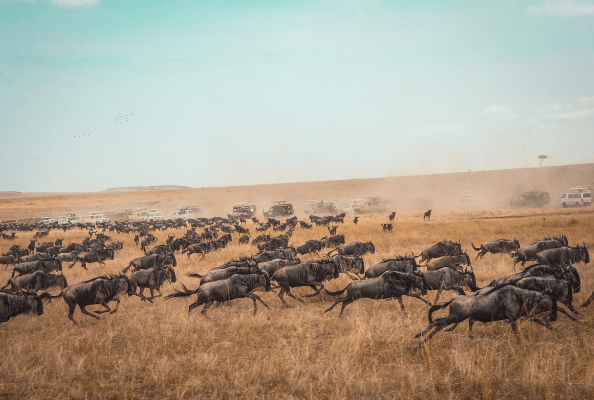 2022 UPDATE: Why Choose a Self Drive Safari Kenya 6 THE GREAT MIGRATION MAASAI MARA