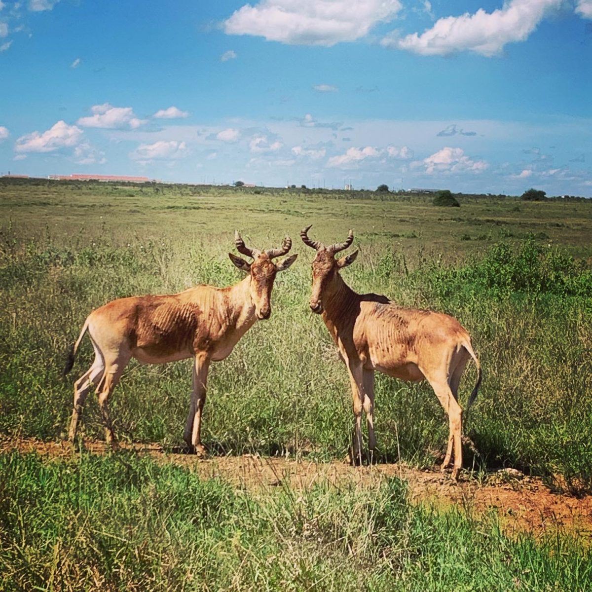 Nairobi National Park - The Ultimate Guide 2021 7 nairobi national park