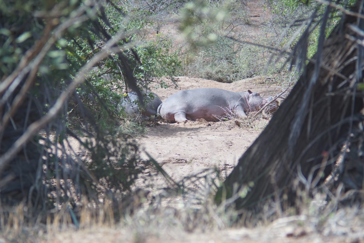 The best safari in Africa for wildlife 16 Best safari in Kenya