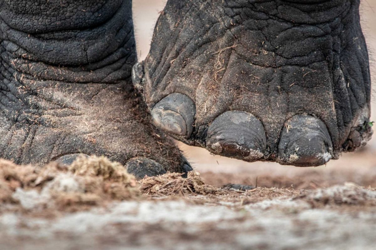 Epic safari adventures - tales from across the globe 4 safari adventures