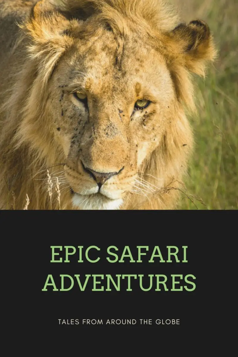 Epic Safari Adventures - Tales From Across The Globe - The Expat Mummy