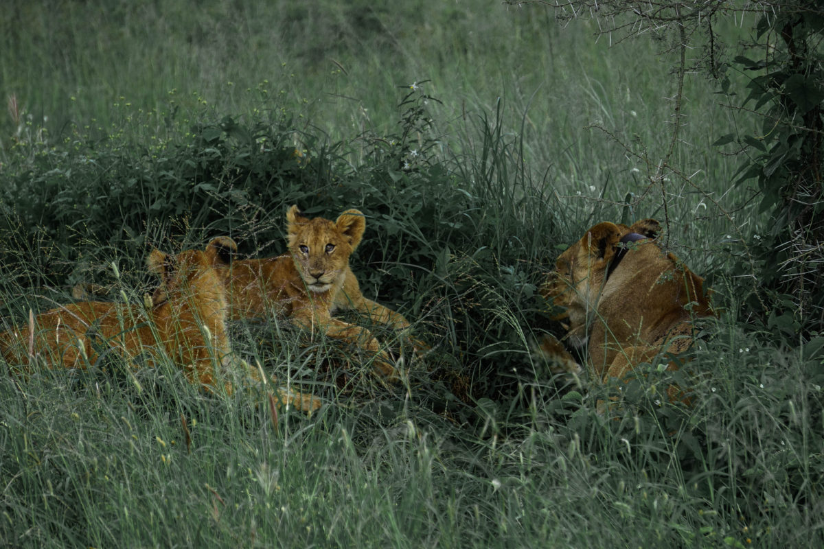 The best safari in Africa for wildlife 5 lions in the serengeti