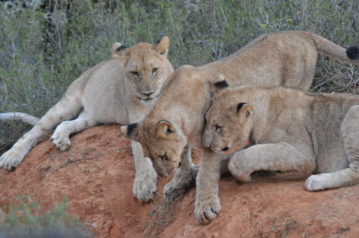 Epic safari adventures - tales from across the globe 9 safari adventures