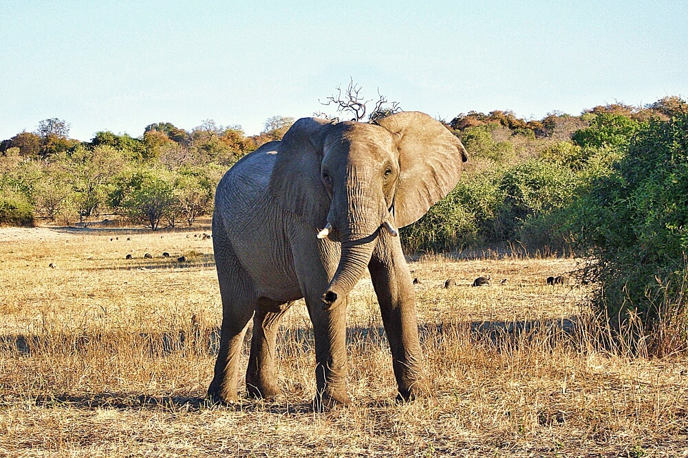The best safari in Africa for wildlife 4 best safari in Africa
