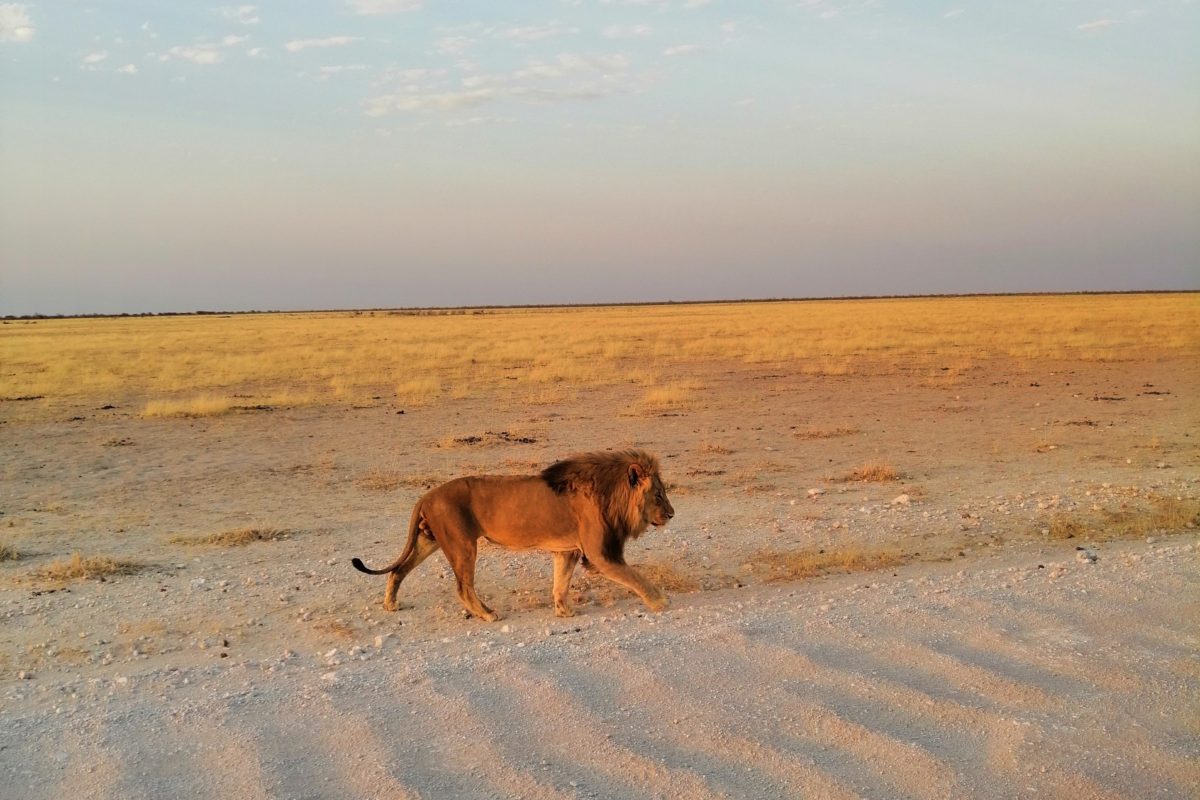 The best safari in Africa for wildlife 11 best safari in Namibia