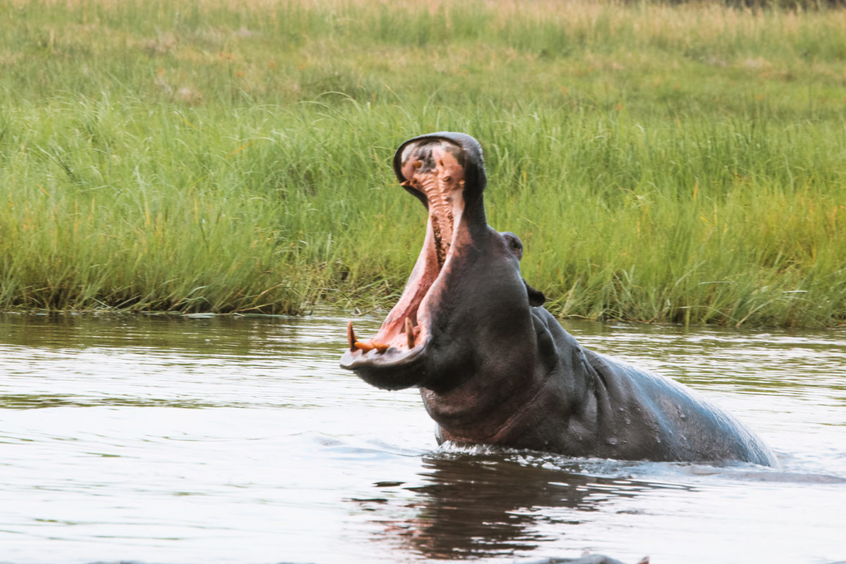 The best safari in Africa for wildlife 15 best safari in africa