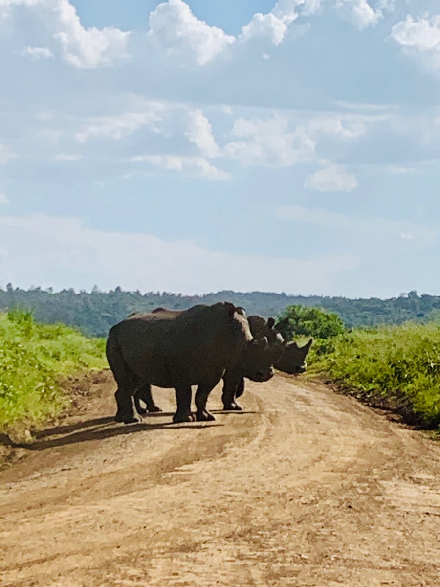 Safari camping in the African bush at Ol Pejeta 1 camping on safari