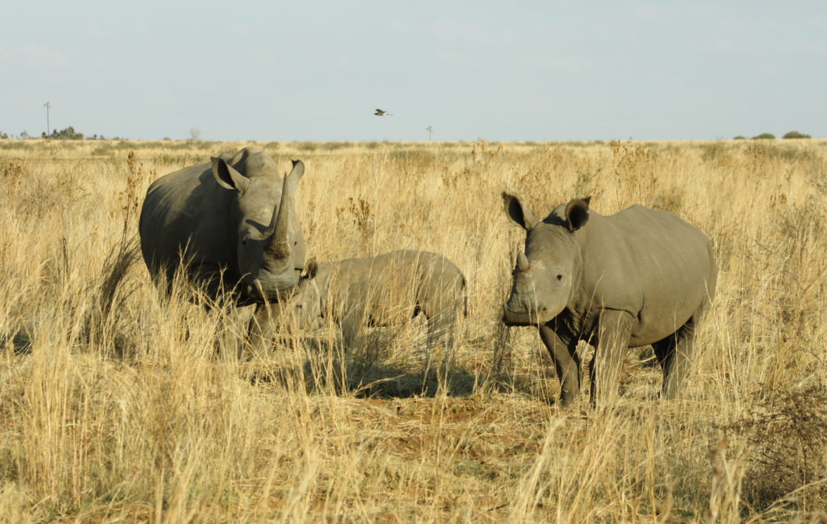 The best safari in Africa for wildlife 8 best safari in south africa