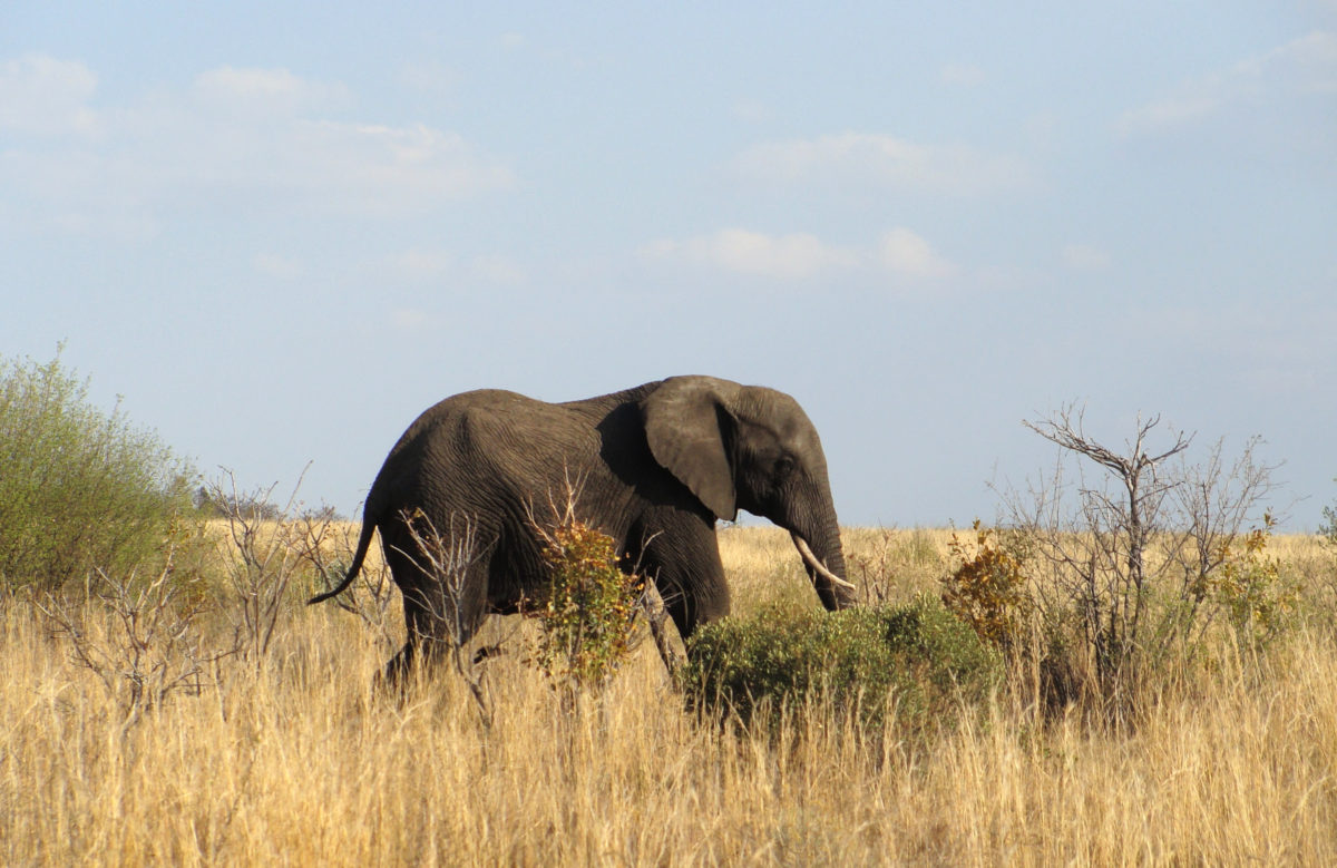 The best safari in Africa for wildlife 9 best safari in Africa