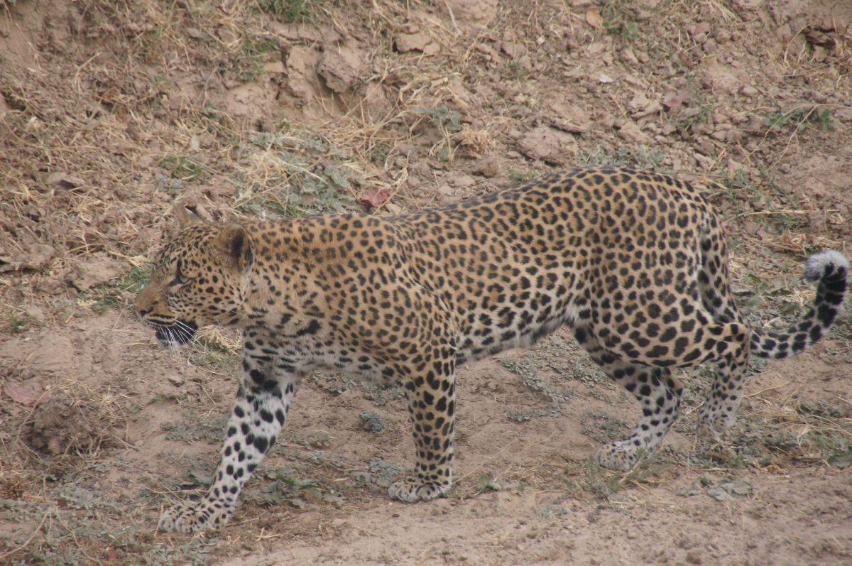 The best safari in Africa for wildlife 13 zambia safari in africa
