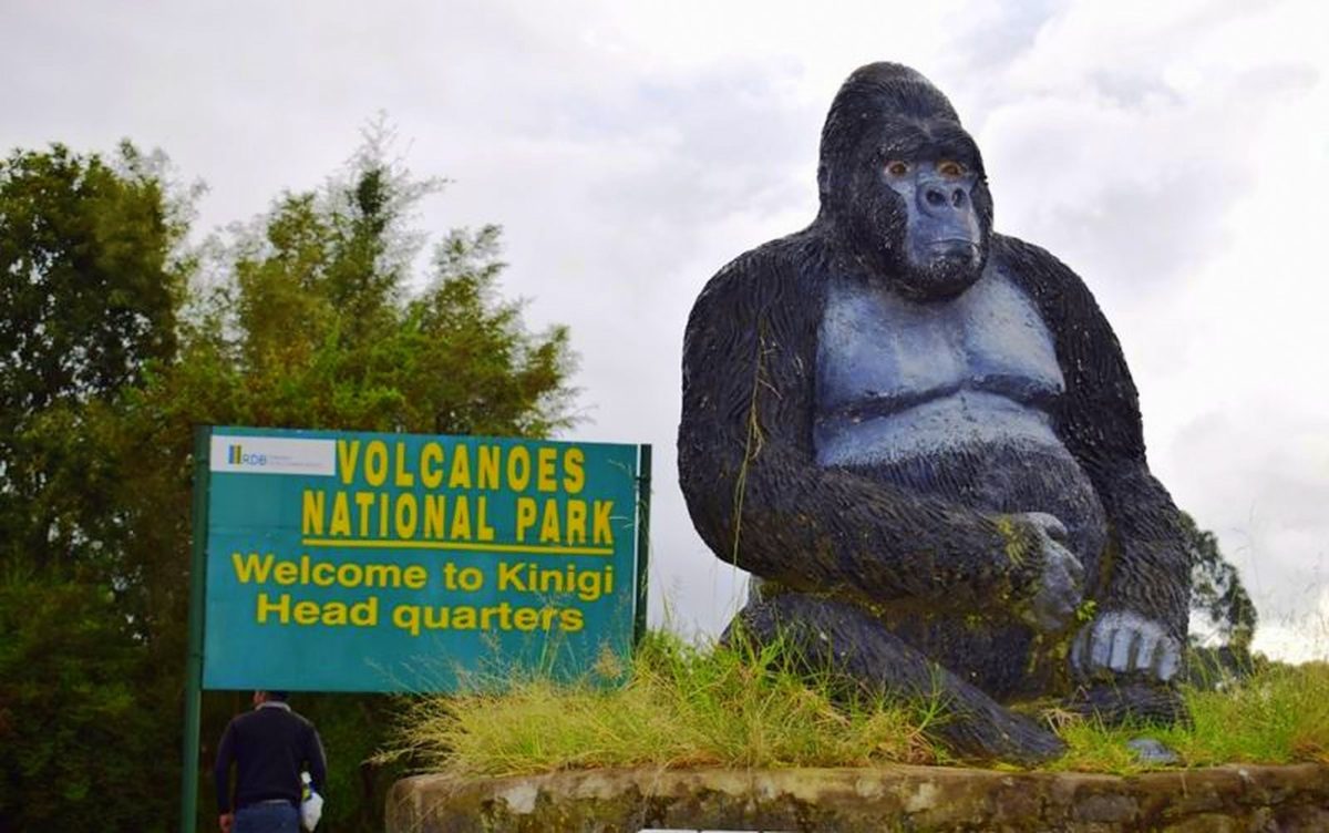 The best safari in Africa for wildlife 7 Gorilla best safari in africa