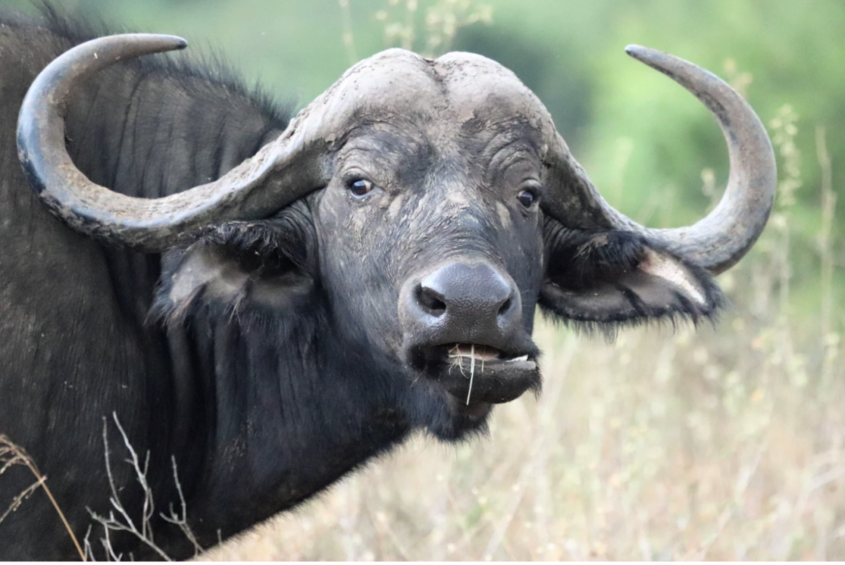 nairobi national park nairobi national park buffalo