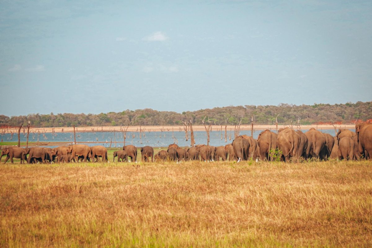 Epic safari adventures - tales from across the globe 10 safari adventures