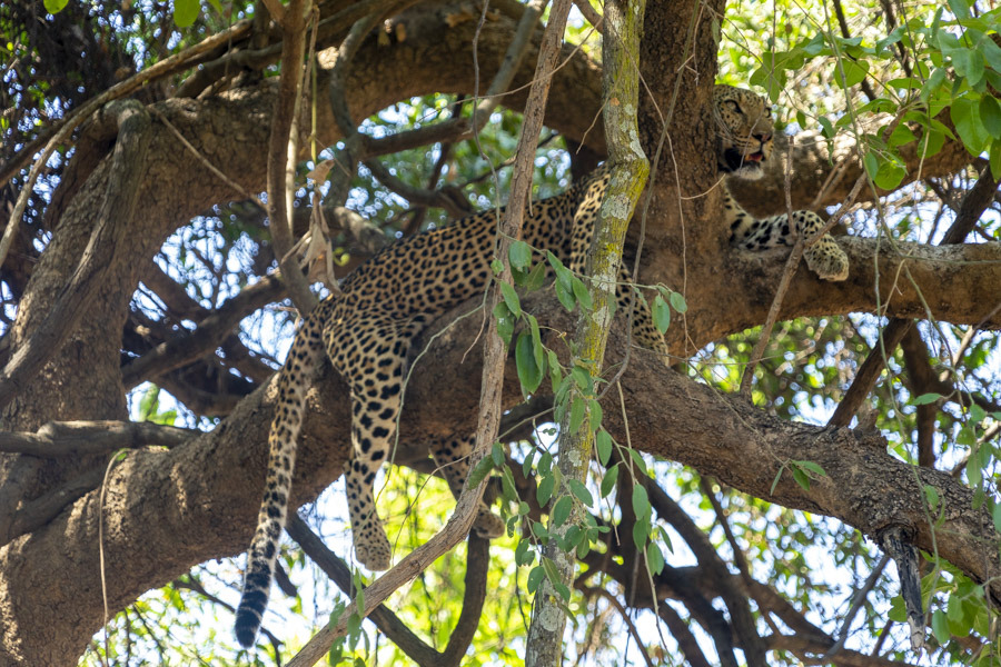 Epic safari adventures - tales from across the globe 2 safari adventures