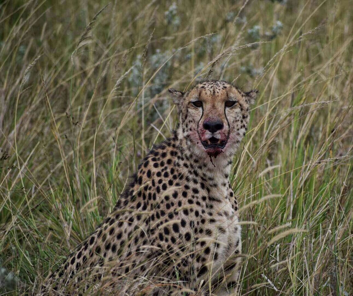 The best safari in Africa for wildlife 2 Best safari in Africa