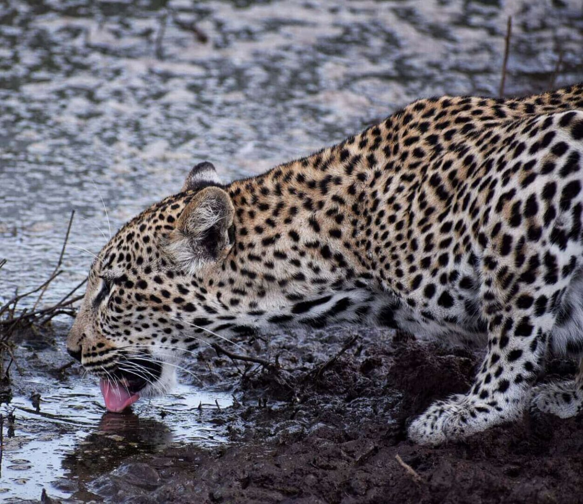 The best safari in Africa for wildlife 1 the best safari in Africa