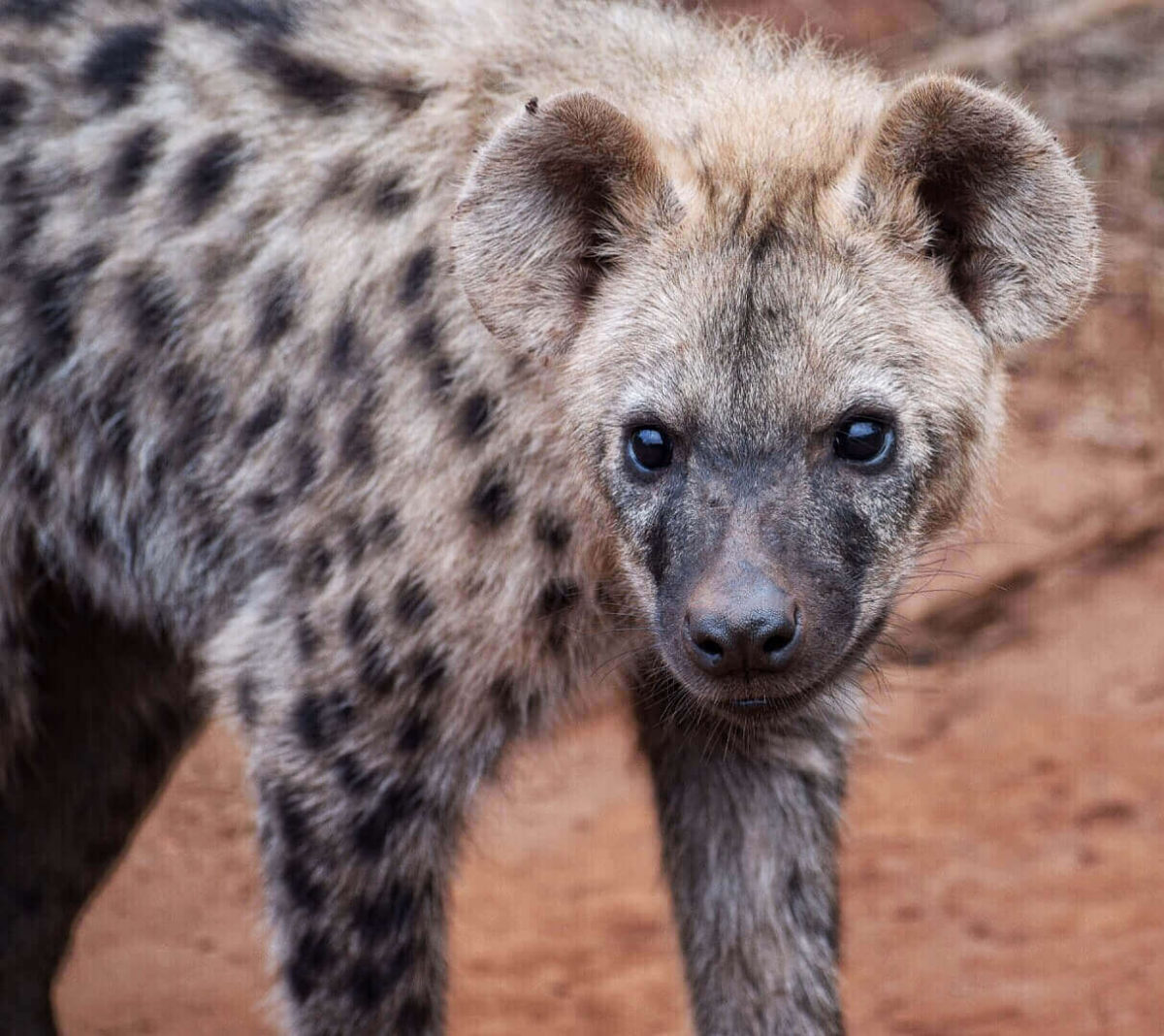 The best safari in Africa for wildlife 3 Best safari in Africa