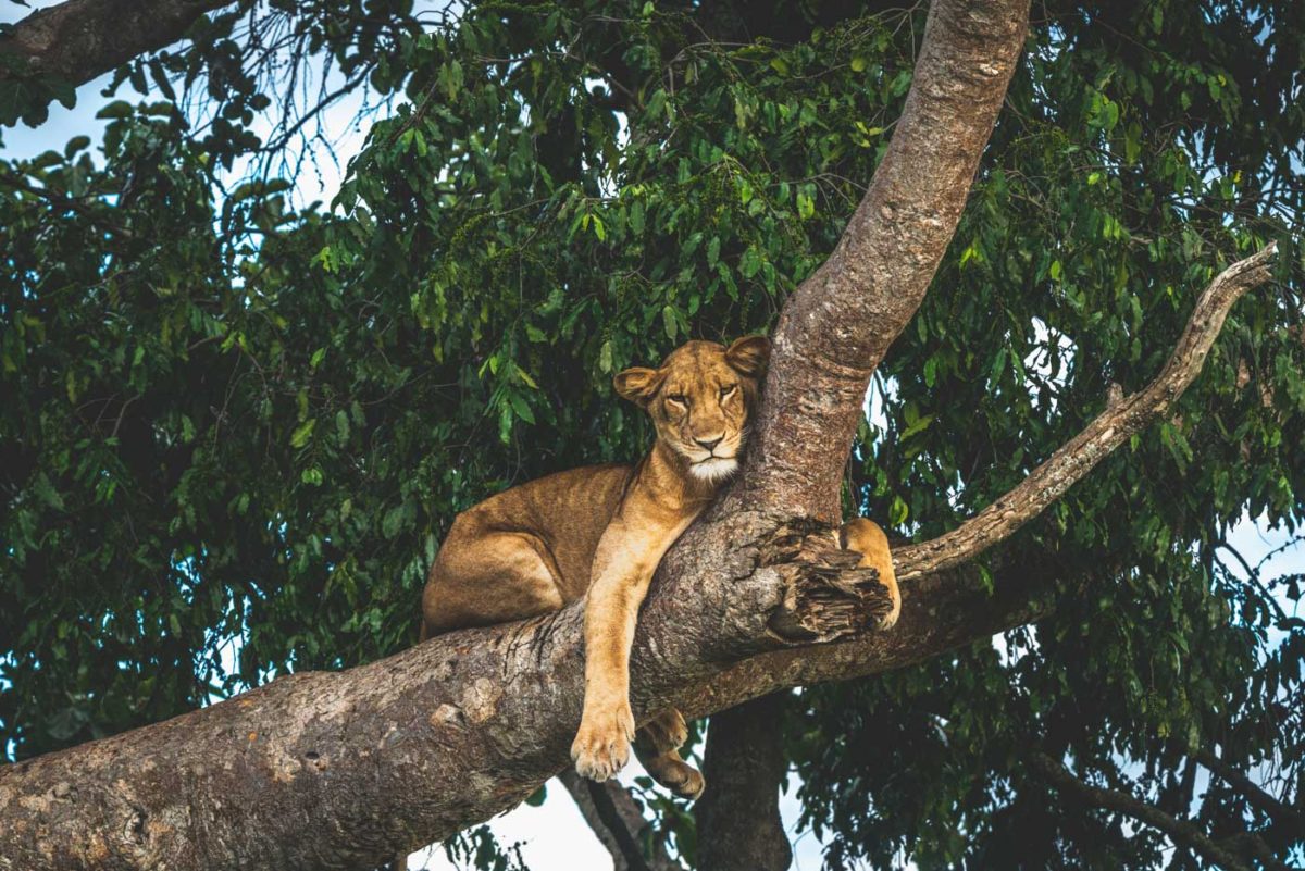 The best safari in Africa for wildlife 17 lion in tree safari in uganda
