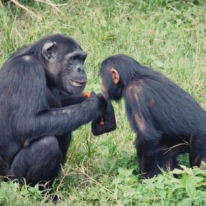 The Expat Mummy 15 eco travel africa