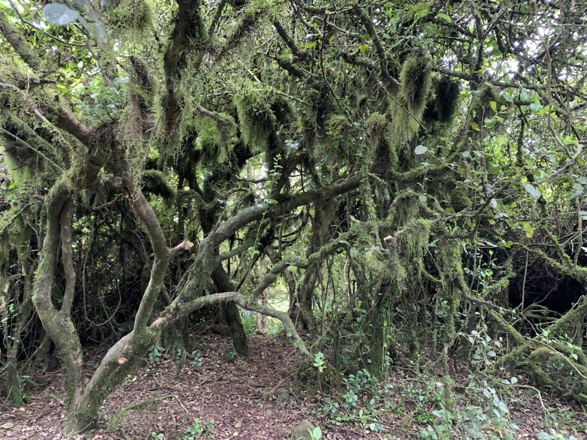 Ngong Hills Hike - Kenya & Nairobi 2023 3 Ngong forest reserve