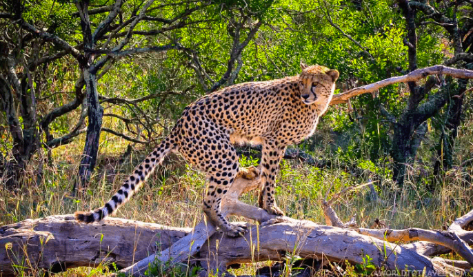 Eco Travel Africa - 12 Conservation Friendly Adventures 15 phinda eco resort