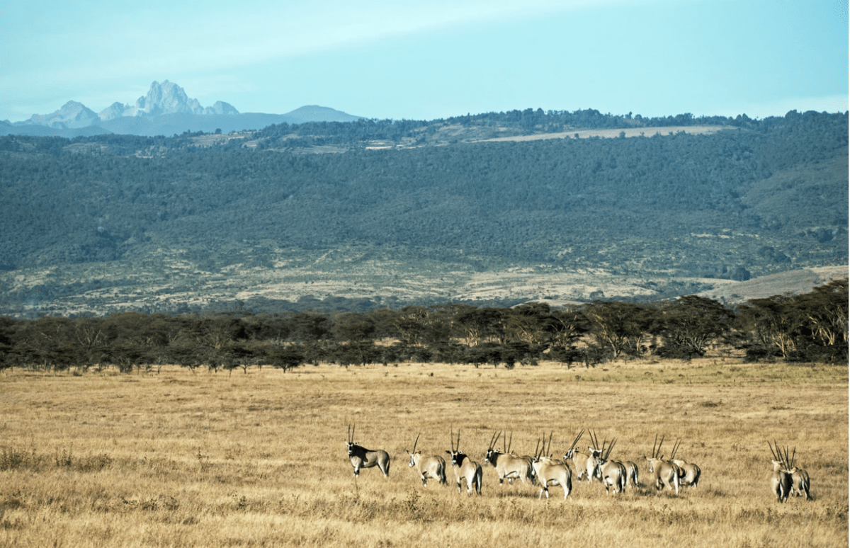 Eco Travel Africa - 12 Conservation Friendly Adventures 11 ol pejeta kenya