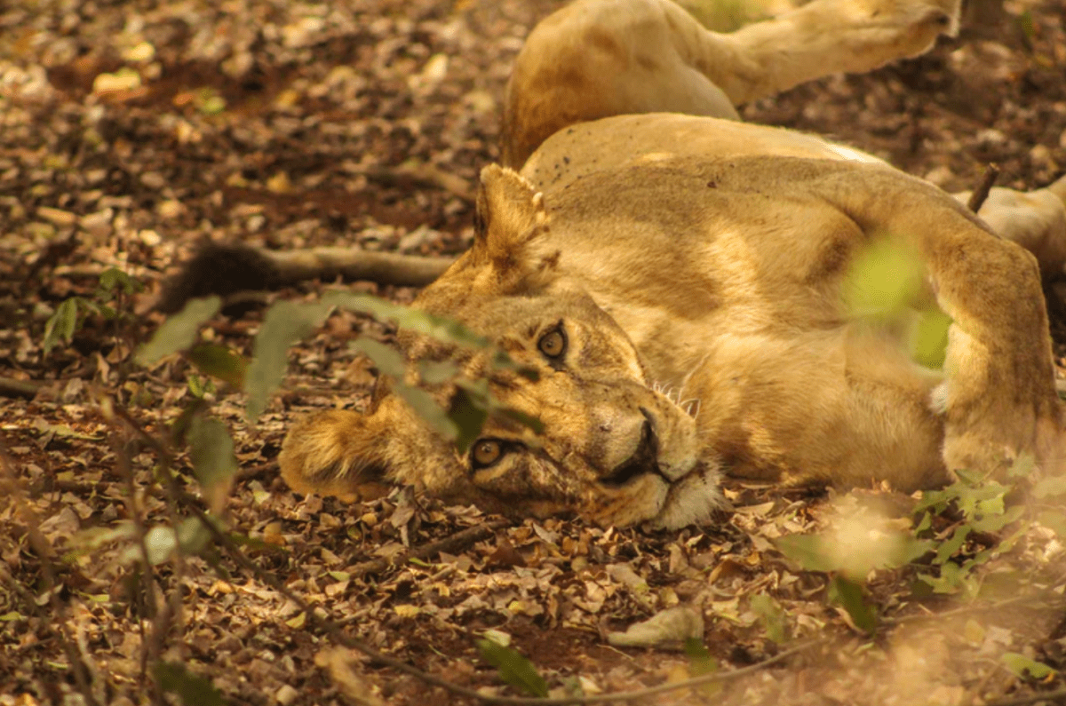 The Ultimate 10 Days in Kenya Itinerary 2024 1 Kenya 10 day itinerary