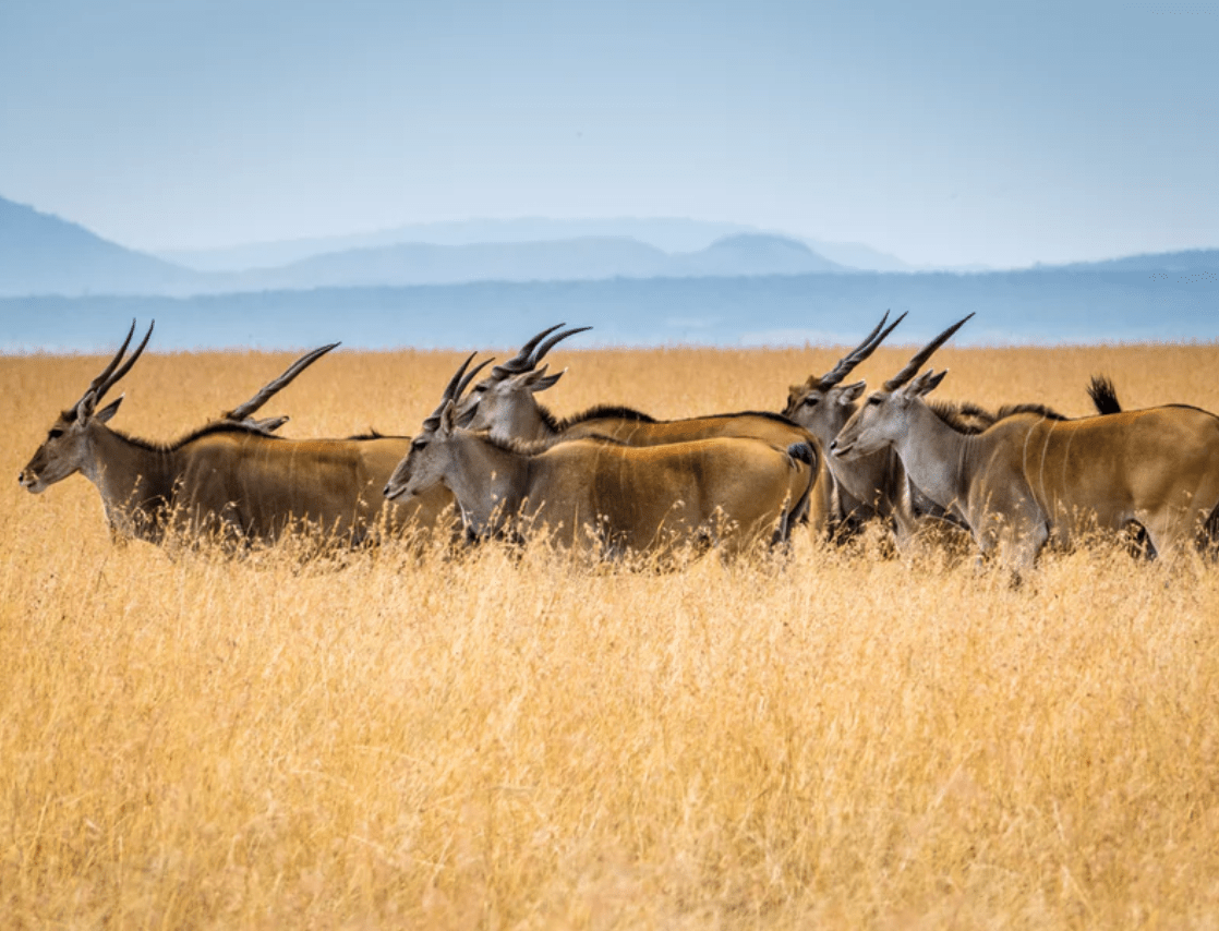 The Ultimate 10 Days in Kenya Itinerary 2024 3 10 day itinerary maasai mara