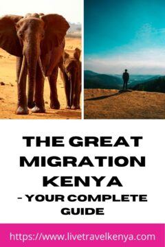 The animal migration Africa : the Maasai Mara wildebeest crossing 11 Beige Ice Cream Photo Recipe Pinterest Graphic 9 1