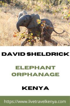 David Sheldrick Wildlife Trust 7 david sheldrick elephant orphanage